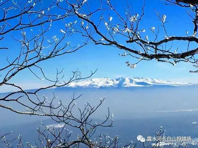 橘喵示范猫跳台新用法,软烂趴跳台一脸厌世,奴才无奈!